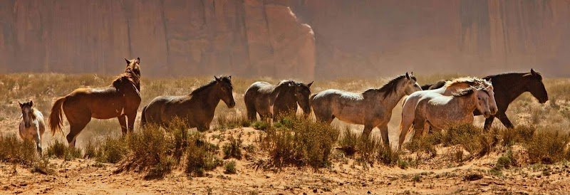 Ecurie Active by HORSE STOP® - photo 2