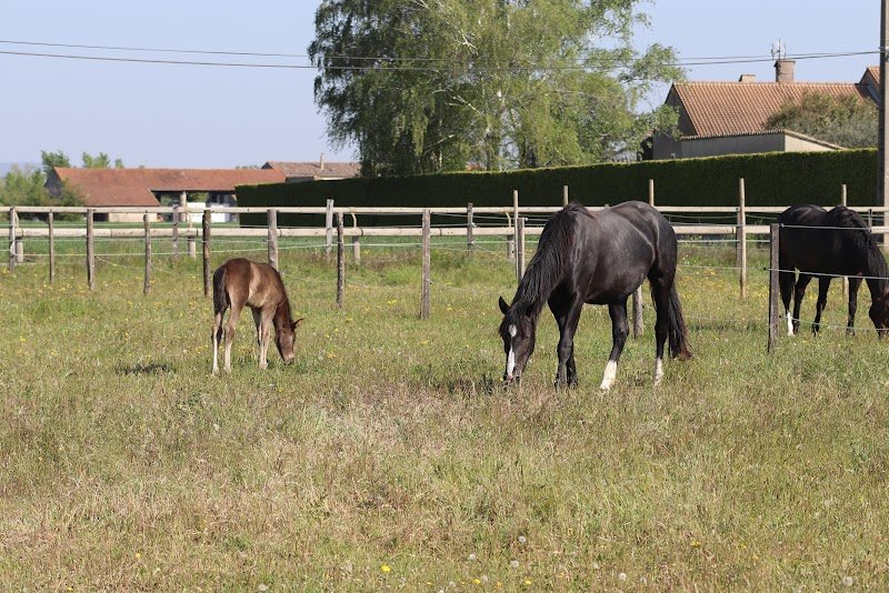 Haras du Lion Drôme - photo 3