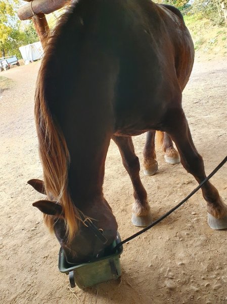 Ecurie équation - photo 2