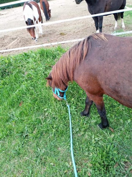 Ecurie équation - photo 3