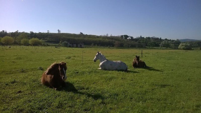 Cavaliers de la cabriole - photo 3