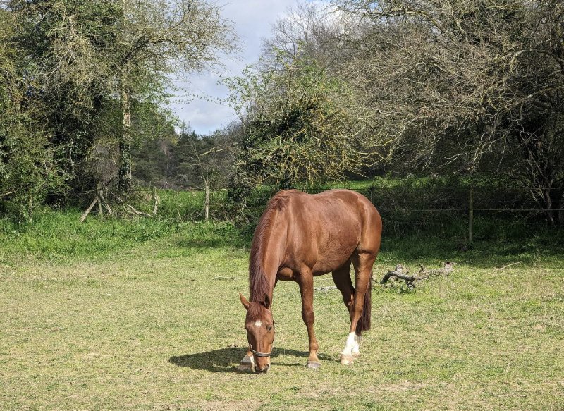 Ecurie du Laris - photo 2