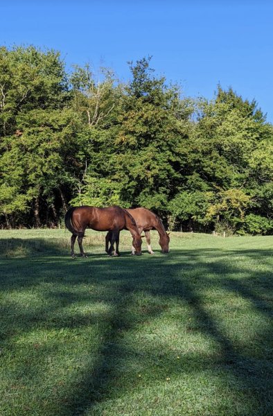 Ecurie du Laris - photo 3