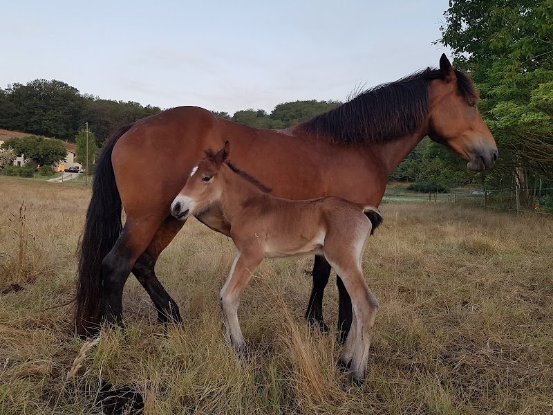 Ecurie de L'Olagnat - photo 3