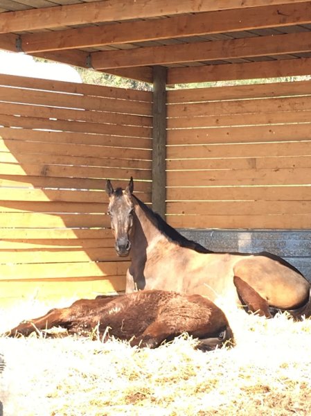 Écurie LS - photo 2