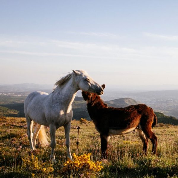 EQi Harmonie, ferme équestre initiatique et sanctuaire de chevaux en Ardèche
