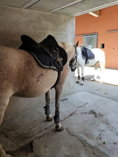 Haras de Bressac - photo 3
