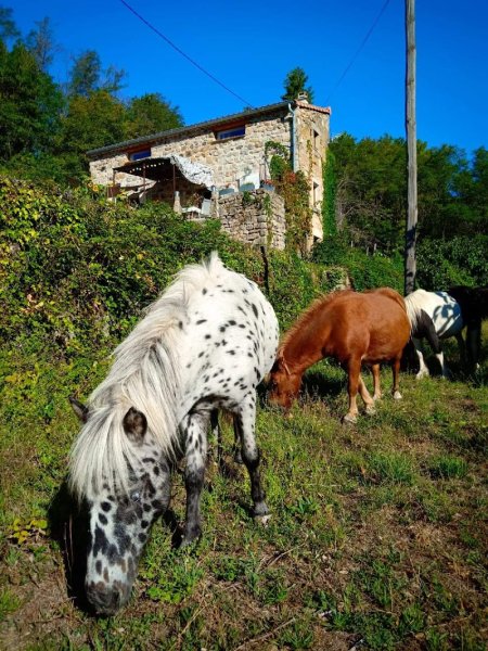 ECURIE DES LAUZIERES - photo 3