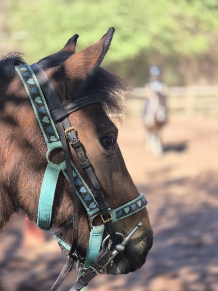 Centre équestre le chambon - photo 3