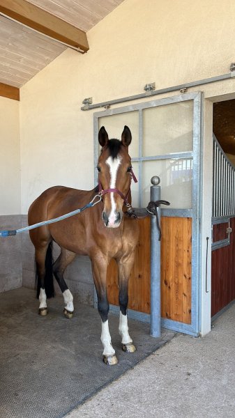 ECURIES LES SABOTS DE CHERLEY - photo 2