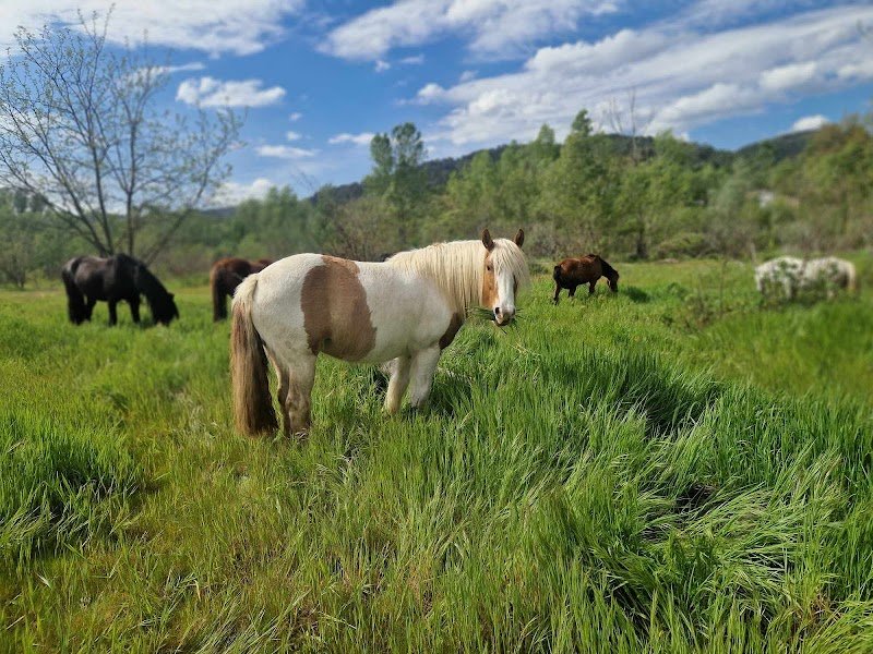 Harmonie Equestre - photo 1