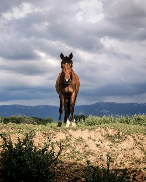 Écurie De La Croisée - photo 1