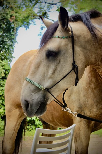 Écurie De La Croisée - photo 3