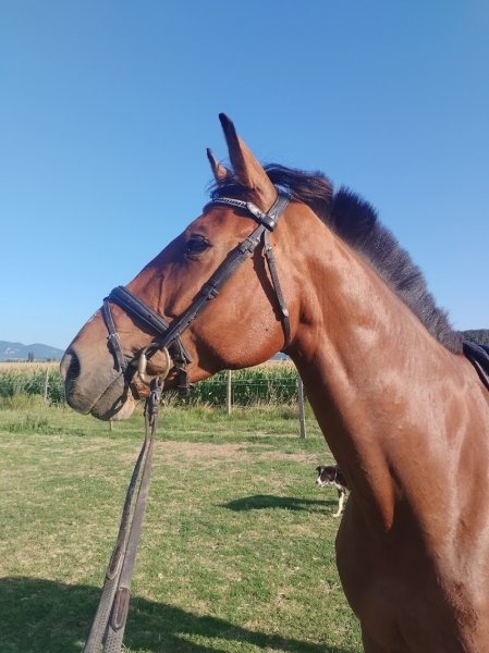 Écurie de Khara - photo 2