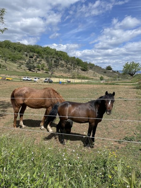 Centre Équestre Aubenas - Les Poneys de Manon - Ecurie du Mas - photo 2