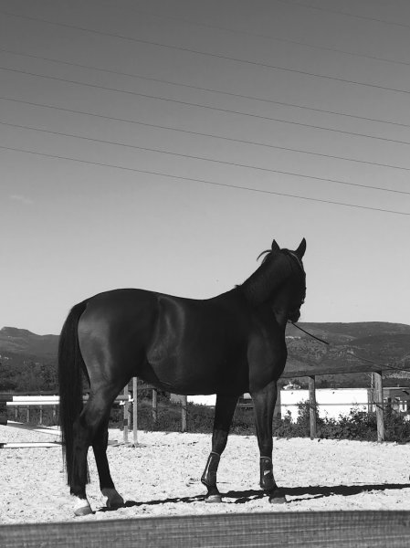 Centre Équestre Aubenas - Les Poneys de Manon - Ecurie du Mas - photo 3