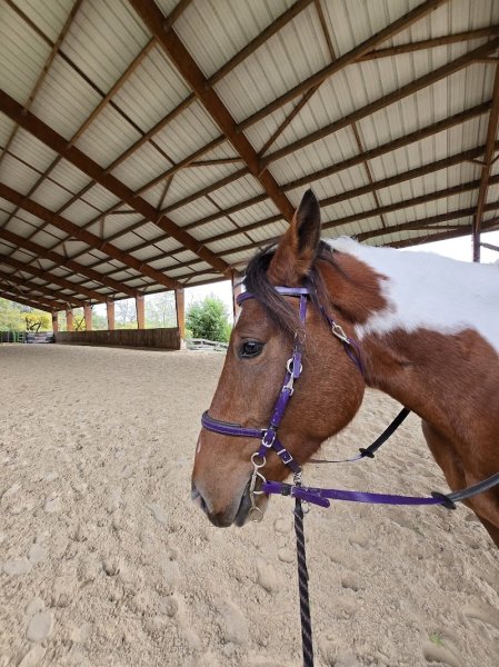 Centre équestre Le Vergier - photo 2