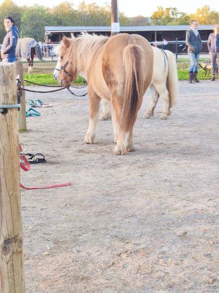 CENTRE EQUESTRE PONEY CLUB LES KIWIS - photo 2