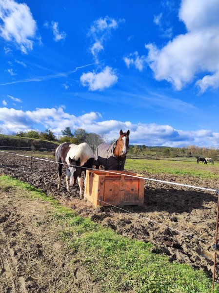 CENTRE EQUESTRE PONEY CLUB LES KIWIS - photo 3