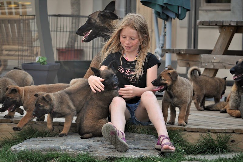 Cheval Des Hautes Terres - photo 2