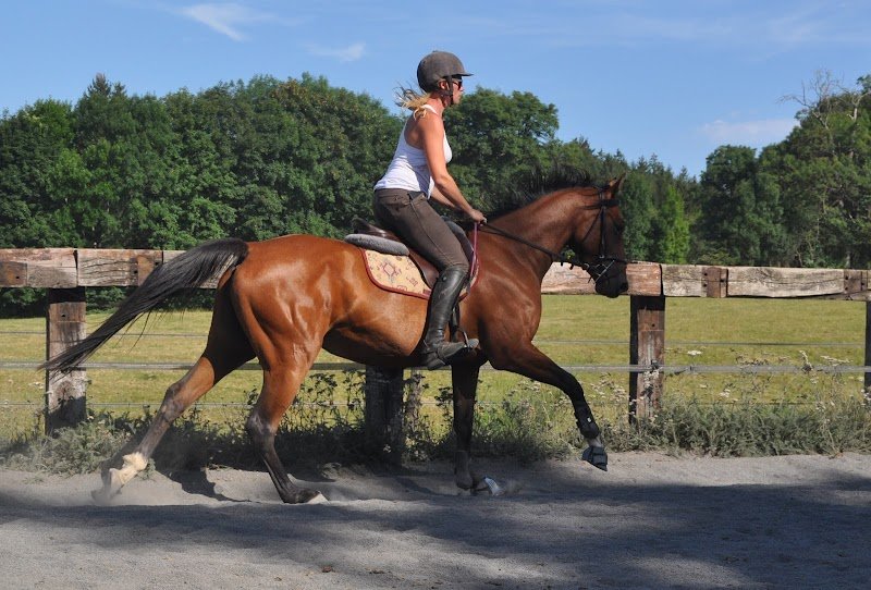Cheval Des Hautes Terres - photo 3