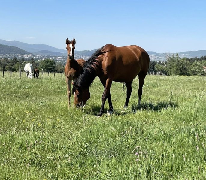 Haras de la Majorie - photo 3