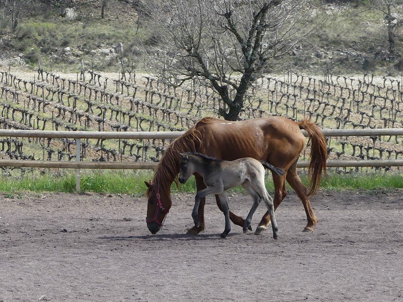 Centre Equestre des Combes - photo 3
