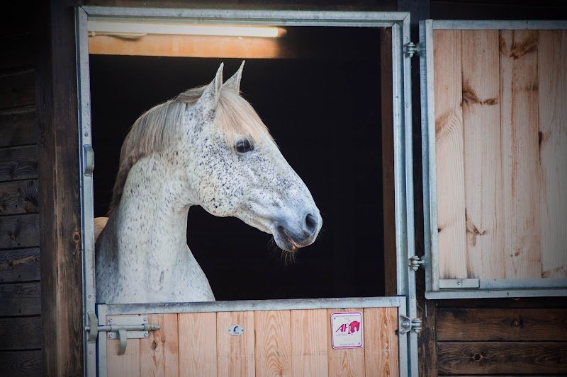 Écuries de Baylenque | Écurie de propriétaires - Pension pour chevaux - photo 3