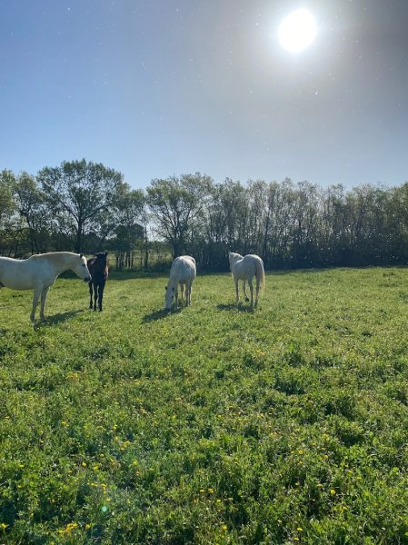 Ecurie du mas de Font Granada - photo 2