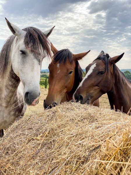 Ecurie du mas de Font Granada - photo 3