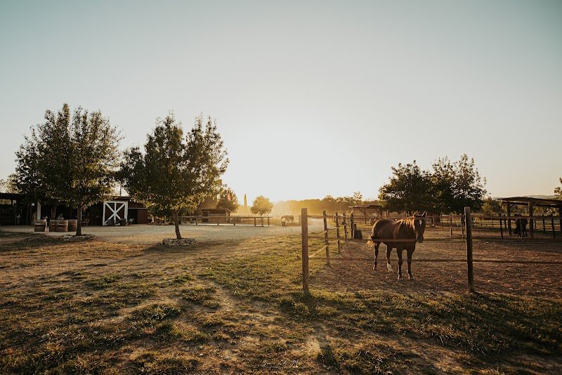 Slacy Ranch - Écuries Pension Chevaux - Loisirs Equestres - photo 3