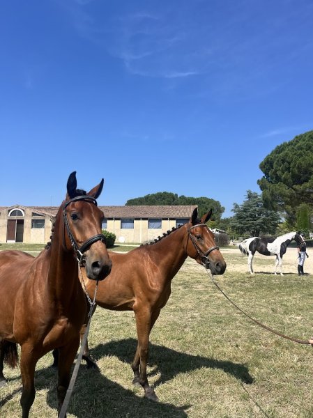 Centre Equestre Le Mas du Roi - photo 2