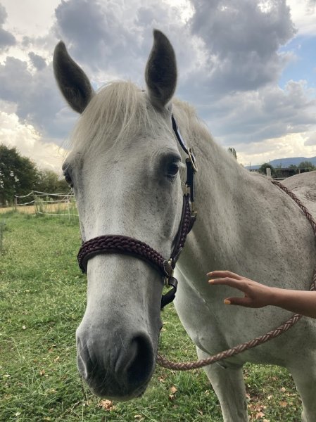 Ecurie d'Olympe - photo 1