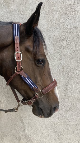 Ecurie d'Olympe - photo 3