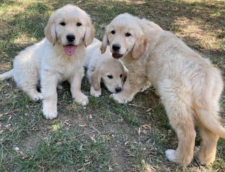 Pension du Moulin Pommier - photo 3
