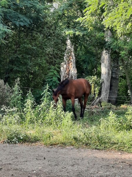 Domaine Equestre du Moulin - photo 2