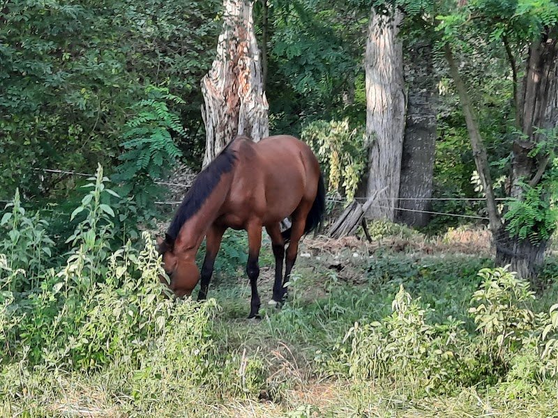 Domaine Equestre du Moulin - photo 3