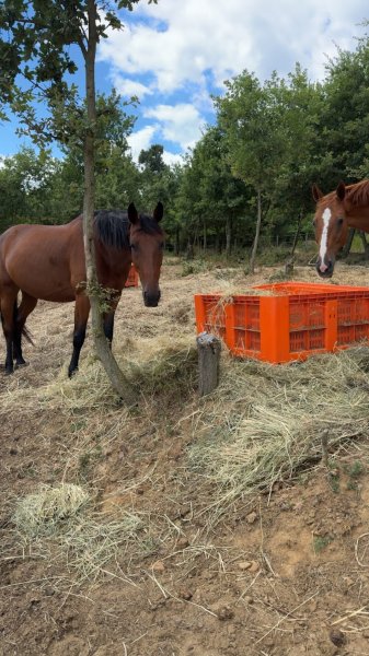 Ecurie de la vallée - photo 3