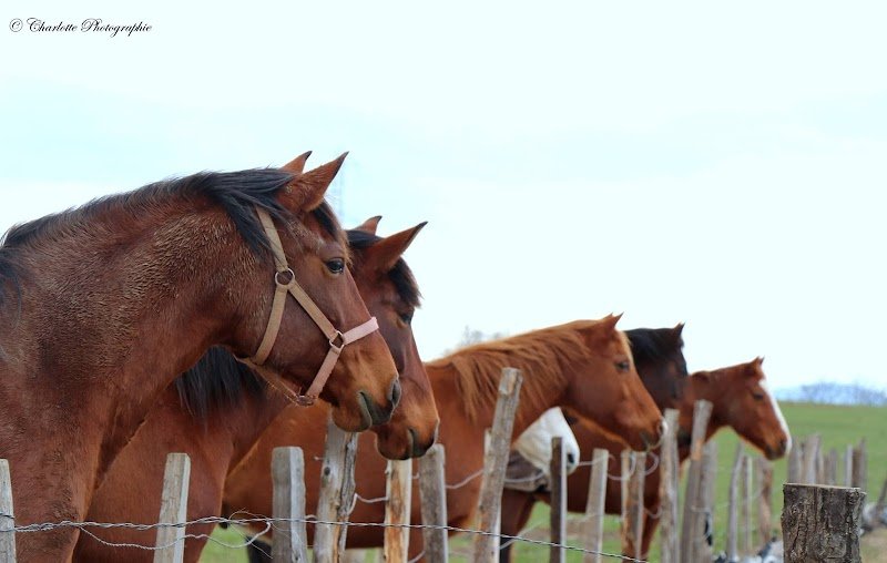 Centre Equestre Les Crins Des Plaines - photo 1
