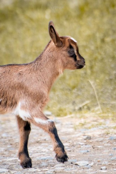 Centre Equestre Les Crins Des Plaines - photo 3