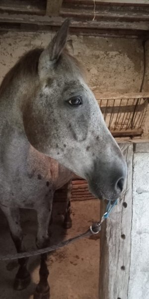 ECURIE DE RIEUTORT - photo 2