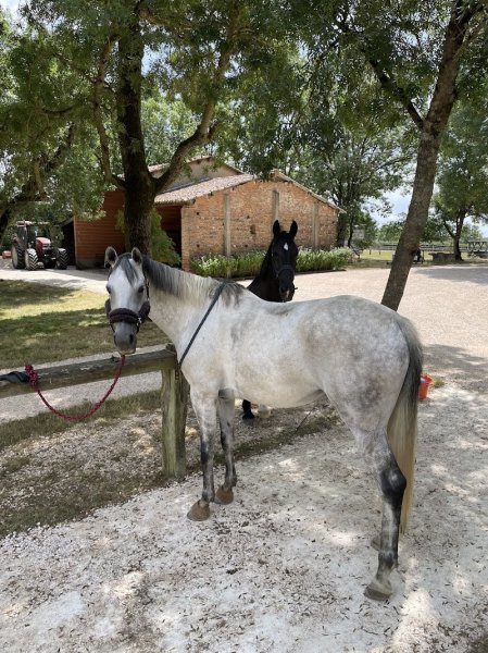 ECURIE DE RIEUTORT - photo 3