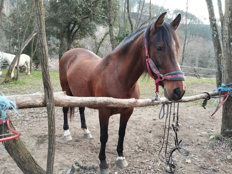 Centre Equestre de Chassournet - photo 3