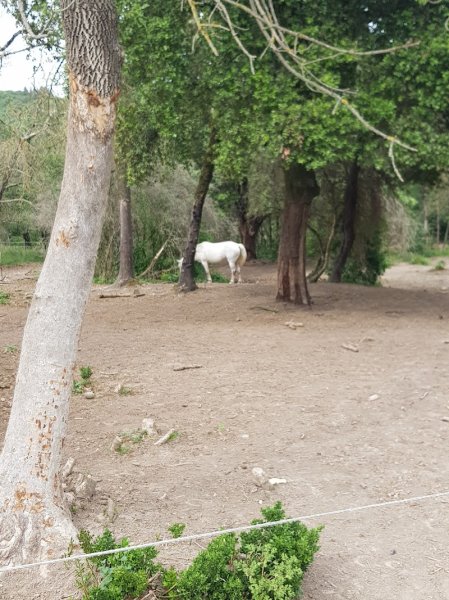 Les poneys de Chastellus - photo 2