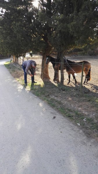 Les poneys de Chastellus - photo 3