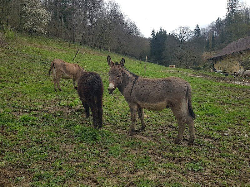 Écurie du Domaine de Rosière - photo 1