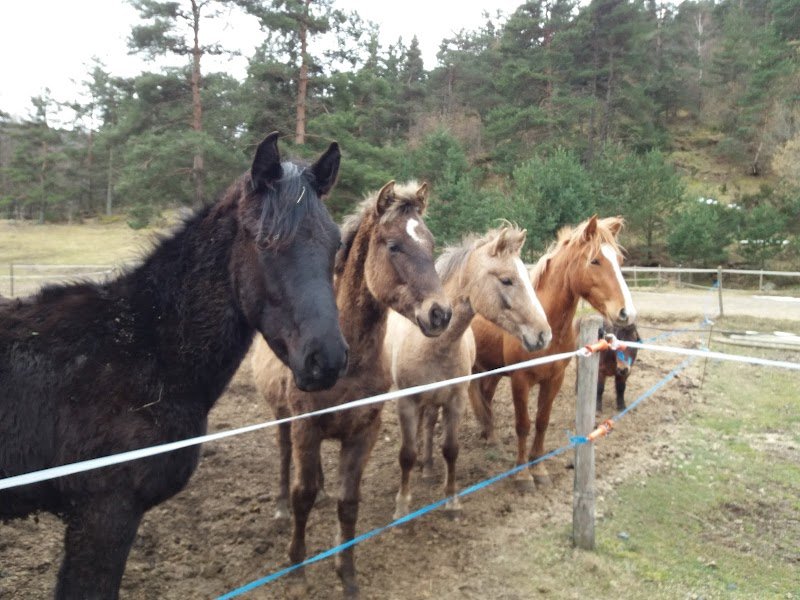 Centre de Tourisme Equestre l'Éperon - photo 3