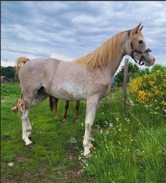 L'Élevage du Ténéré - Gîte- valorisation-pensions-élevage-endurance - photo 1