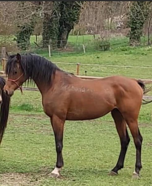 L'Élevage du Ténéré - Gîte- valorisation-pensions-élevage-endurance - photo 2