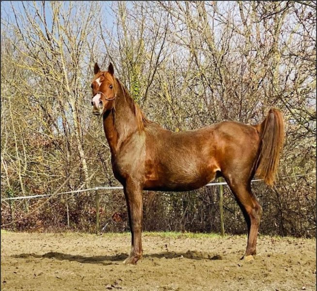 L'Élevage du Ténéré - Gîte- valorisation-pensions-élevage-endurance - photo 3